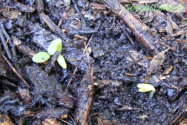 2012 0305016