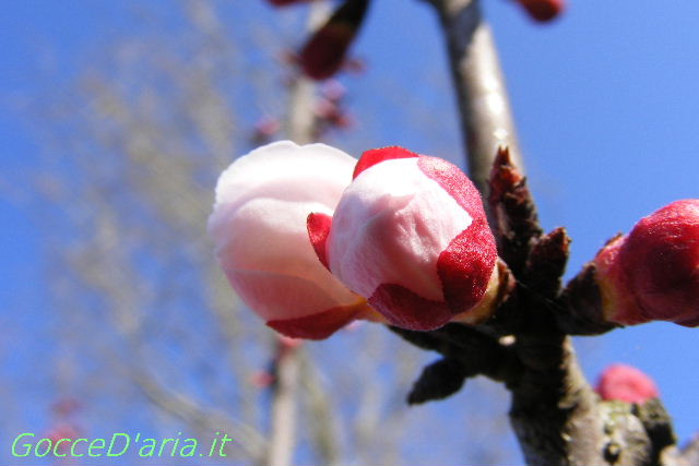 2012 0310012