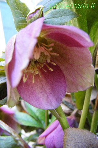 2012 0310021