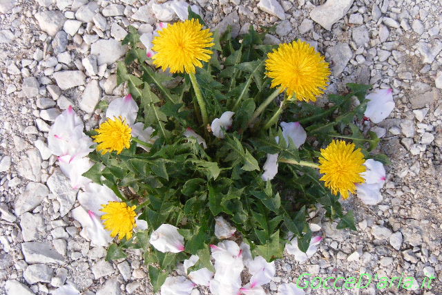 2012 0325097
