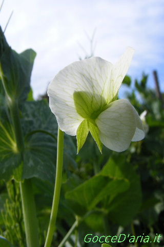 2012 0428037