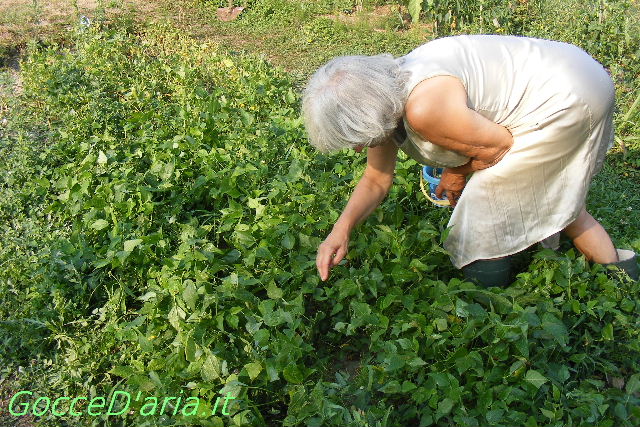 2012 0815038