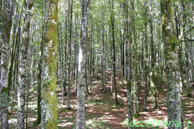 foresta1