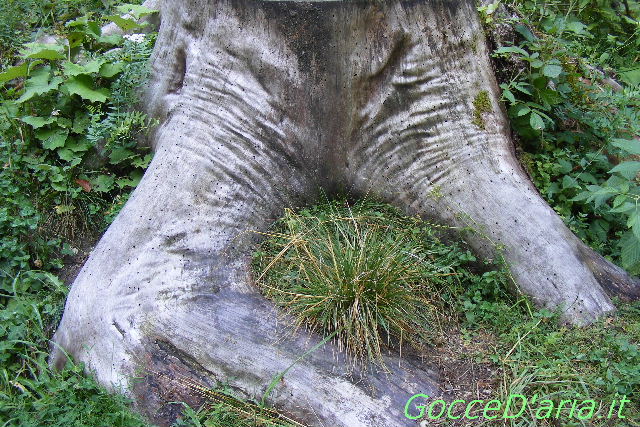 gambe