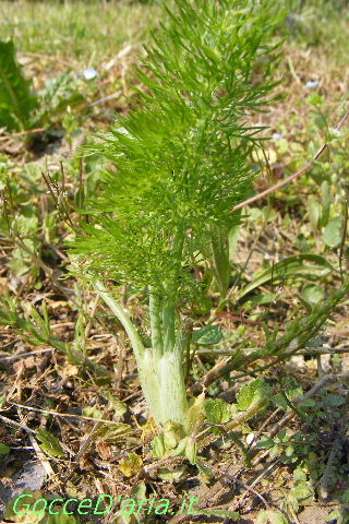 DSCF8440