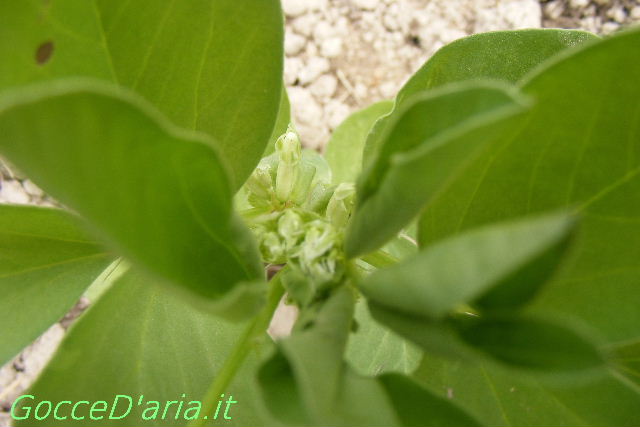 DSCF8930