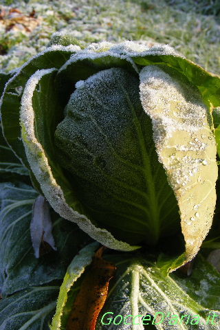 DSCF4836