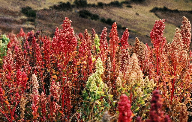 Quinoa.-2jpg