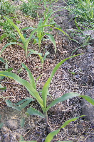 DSCF8295