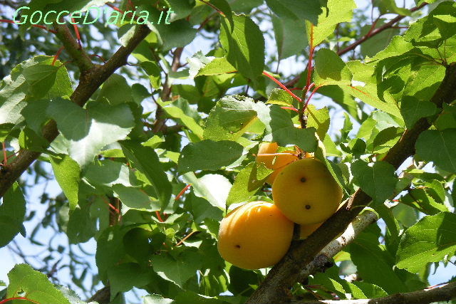 DSCF8696