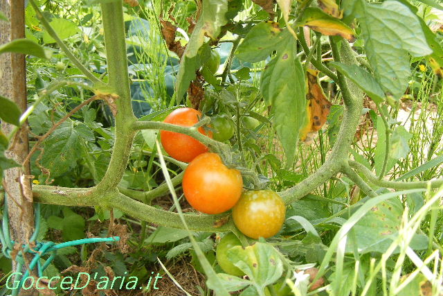 DSCF8706