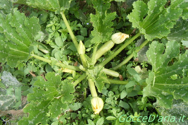 DSCF8709