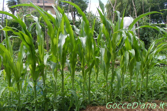 DSCF8711