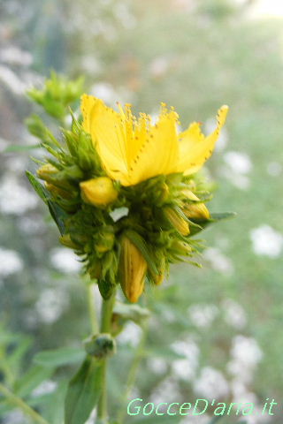 DSCF8796