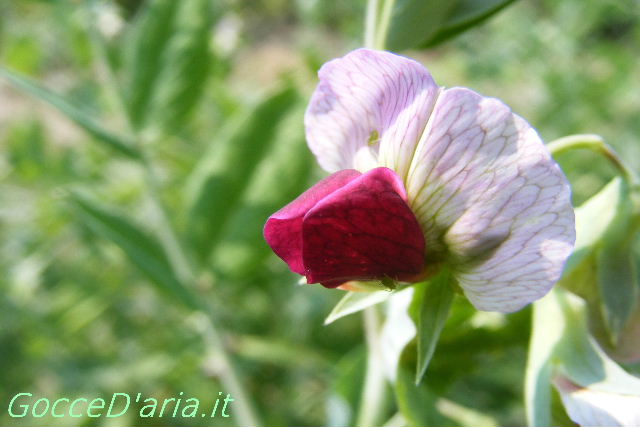DSCF8805-gd