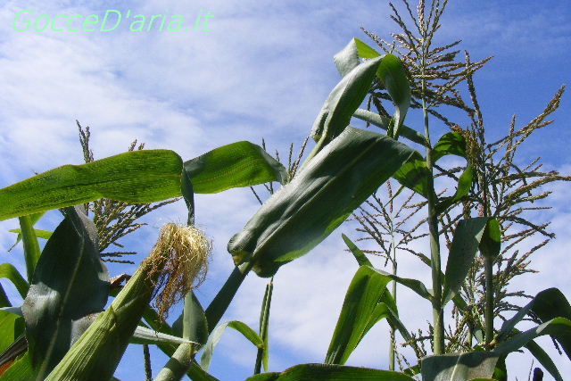 DSCF9413