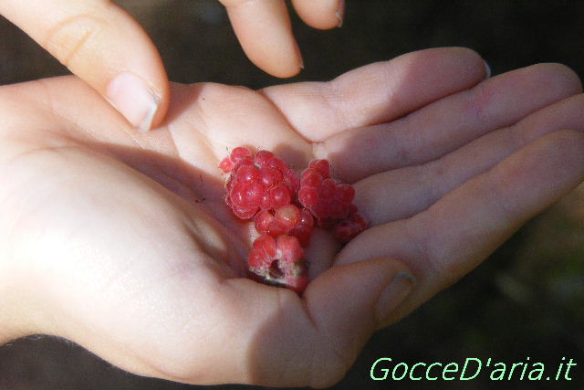 DSCF1654-gd