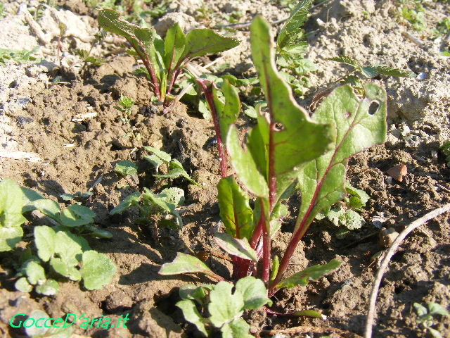 DSCF6362