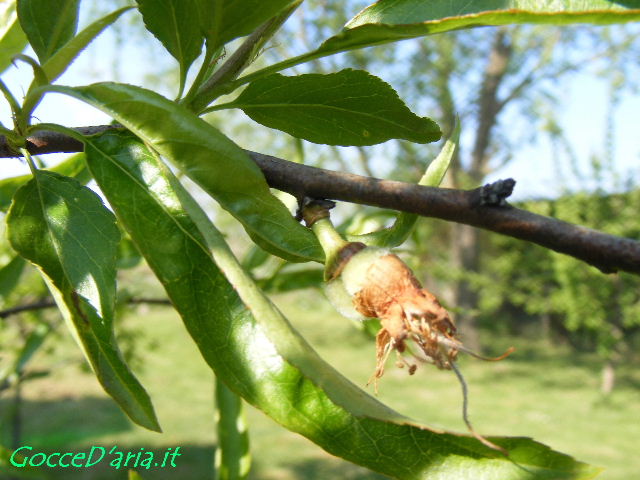 DSCF6364