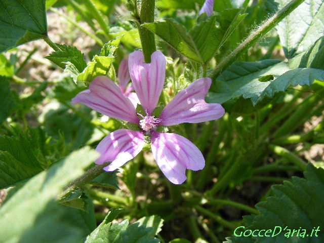 DSCF7329 gd