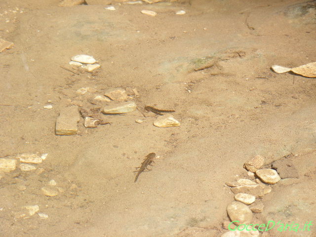 DSCF8522 gd