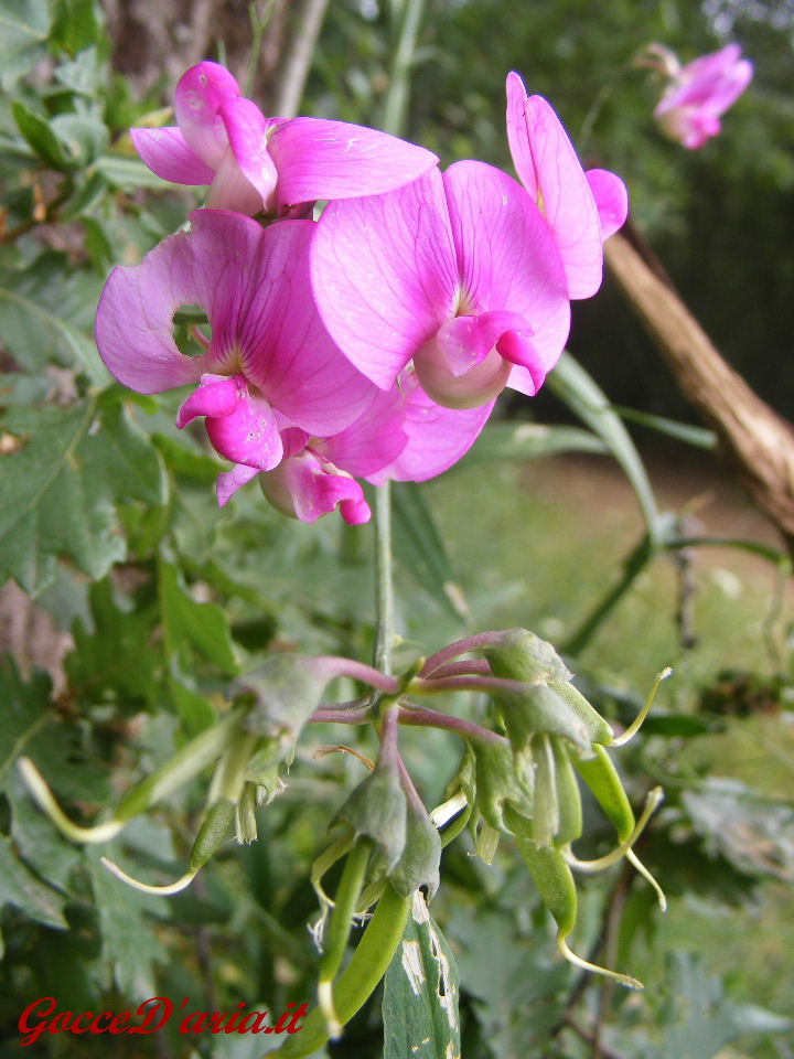 DSCF2669 gd