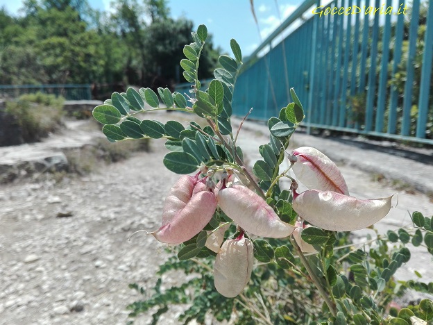 IMG 20190705 122730