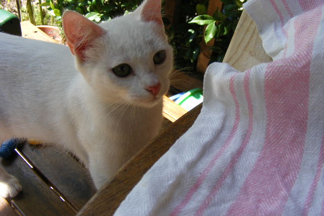2011 0731052