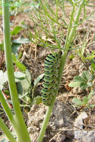 2011 0909016
