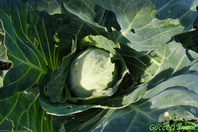 2011 1023007