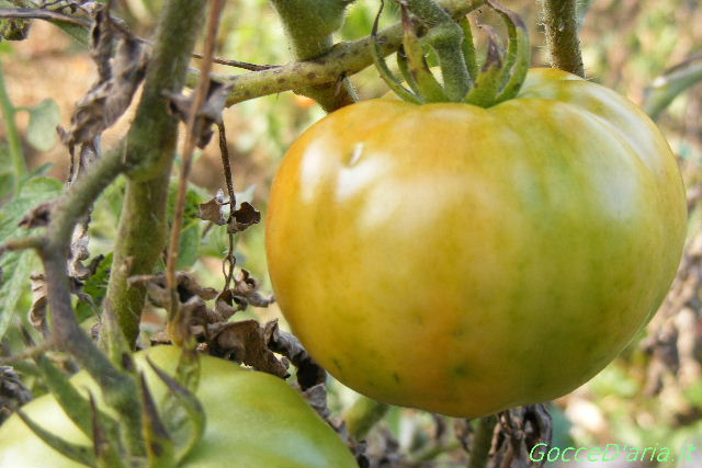 2011 1023009