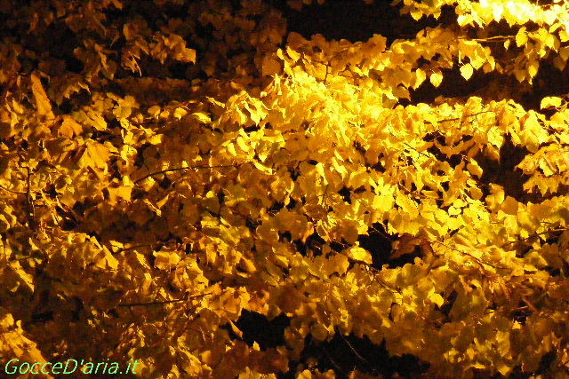 2011 1022021