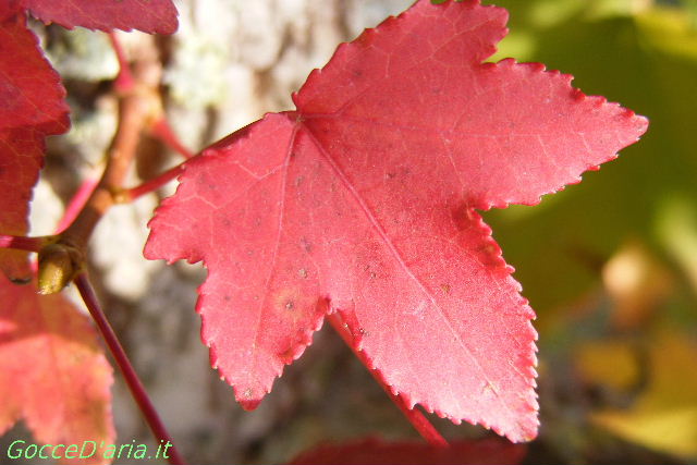 2011 1027019
