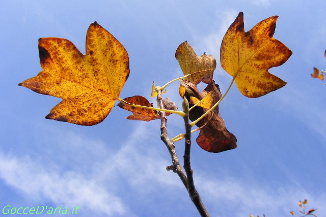 2011 1027031
